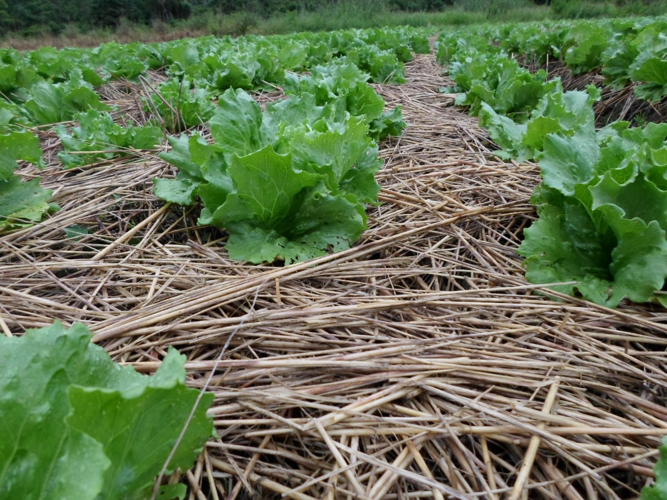 Sistema Plantio Direto: uma estratégia de sucesso também para a produção de hortaliças