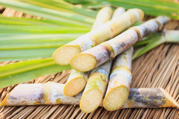 Cana-de-açúcar: uma cultura multifuncional
